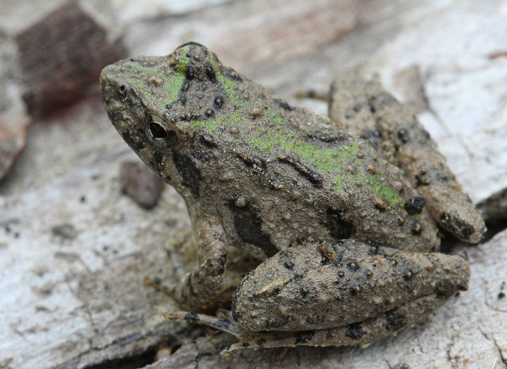 Blanchard's Cricket Frog